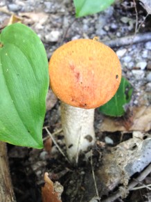 Orange-cap boletus